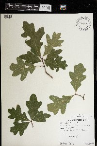 Quercus alba image