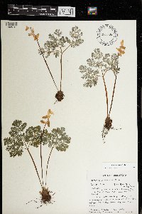 Dicentra cucullaria image