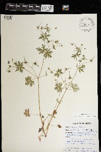 Geranium bicknellii image