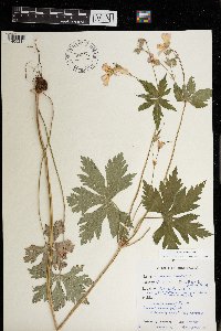 Geranium maculatum image