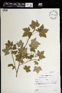 Ribes glandulosum image