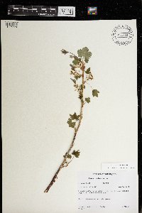 Ribes hudsonianum image