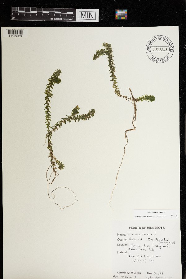 Elodea canadensis image