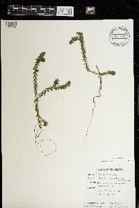 Elodea canadensis image