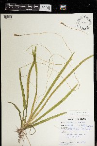 Vallisneria americana image