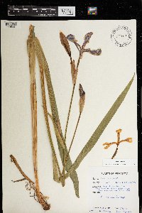 Iris versicolor image