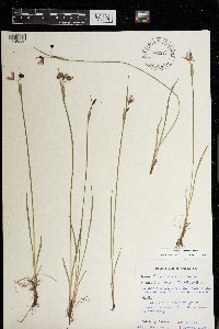 Sisyrinchium montanum image