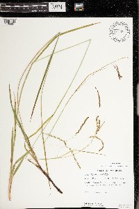 Carex arctata image