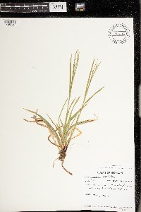 Carex arctata image