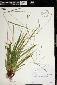 Carex arctata image