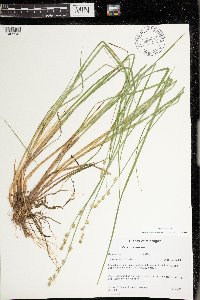 Carex canescens image