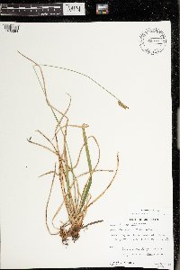 Carex castanea image