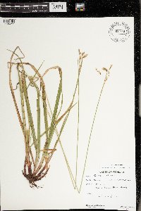 Carex castanea image