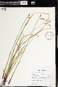 Carex castanea image