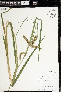 Carex comosa image