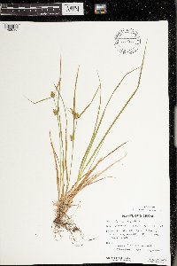 Carex cryptolepis image