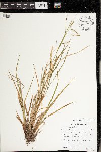 Carex debilis image