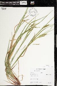 Carex debilis image