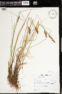 Carex diandra image