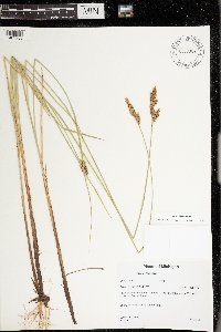 Carex diandra image