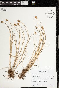 Carex crawfordii image