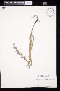 Oenothera villosa image