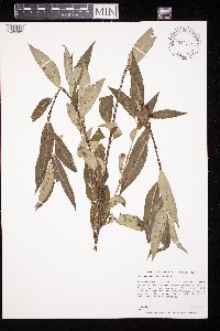 Salix serissima image