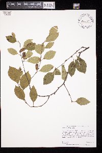 Betula x sandbergii image