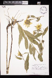 Helianthus nuttallii image