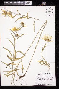 Helianthus maximiliani image