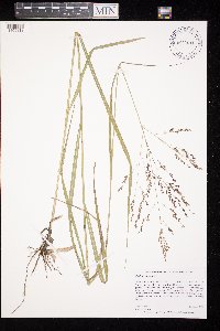 Panicum virgatum image