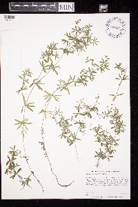 Galium concinnum image