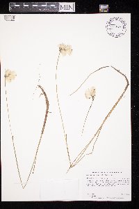 Eriophorum gracile image