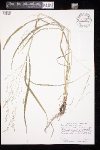 Festuca subverticillata image