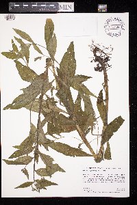 Hackelia virginiana image