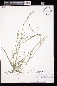 Muhlenbergia mexicana image