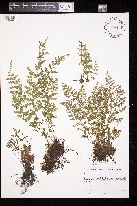 Woodsia oregana image