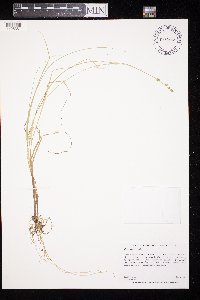 Carex canescens image