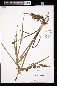 Sparganium eurycarpum image