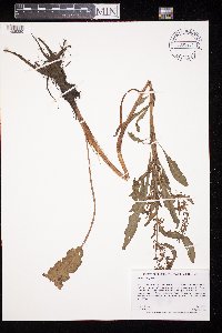 Rumex crispus image