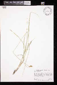 Carex cristatella image