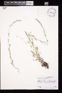 Lobelia spicata image