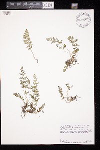 Woodsia oregana subsp. cathcartiana image