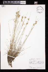 Juncus dudleyi image