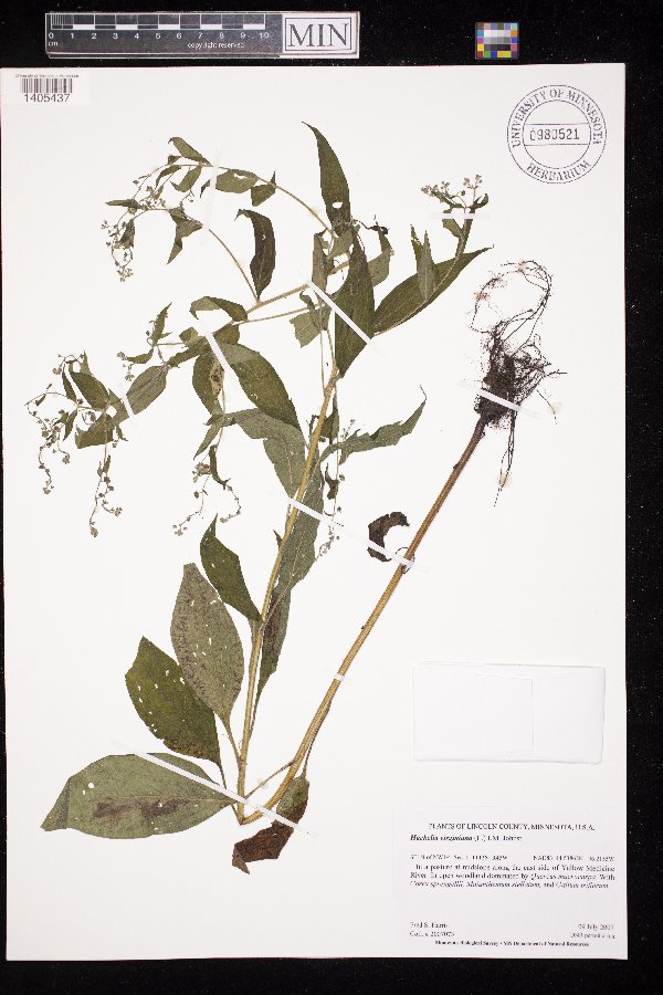 Hackelia virginiana image