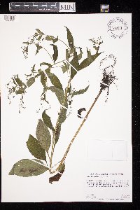 Hackelia virginiana image