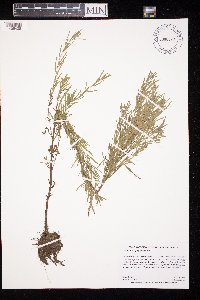 Epilobium leptophyllum image