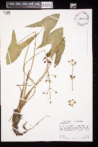 Sagittaria latifolia image