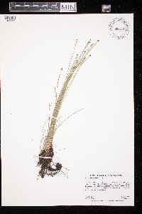 Eleocharis compressa image