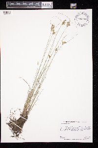 Juncus tenuis image